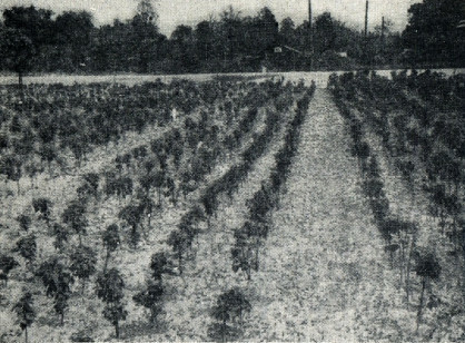 Сирень i_069.jpg
