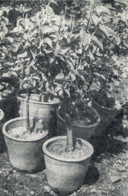 Сирень i_070.jpg