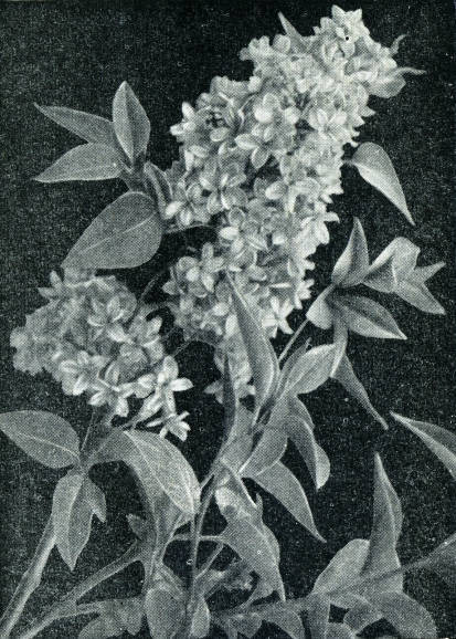 Сирень i_002.jpg