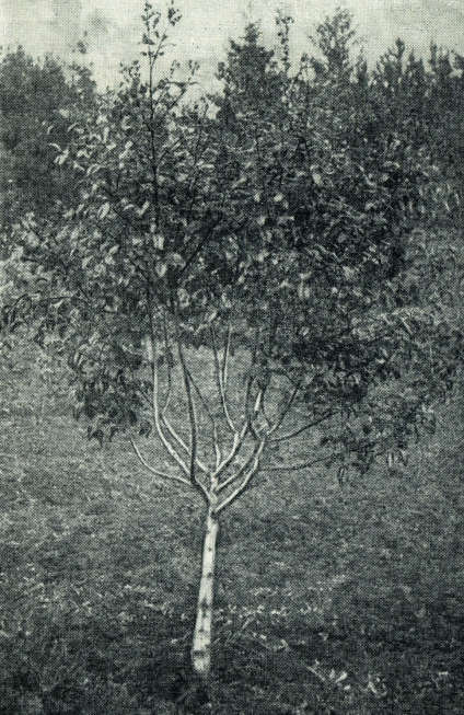 Сирень i_003.jpg