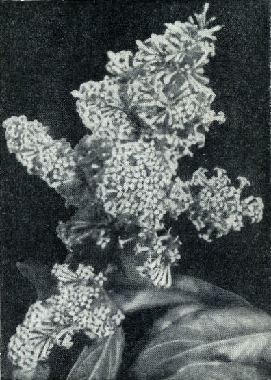 Сирень i_004.jpg