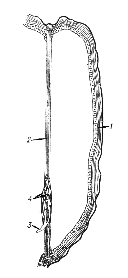 Большая Советская Энциклопедия (ХО) i010-001-262050624.jpg