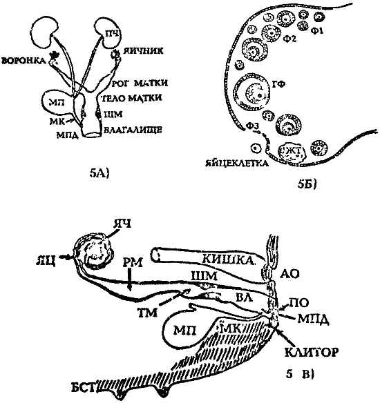 Размножение собак i_006.png
