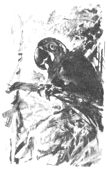Томек в Гран-Чако pic02.png