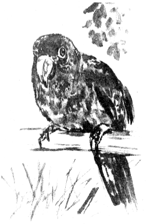 Томек в Гран-Чако pic11.png