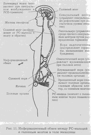 Сексуальная энергия. Ключ к здоровью и процветанию any2fbimgloader9.png