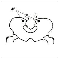 Акупунктура без иголок doc2fb_image_0300001E.png