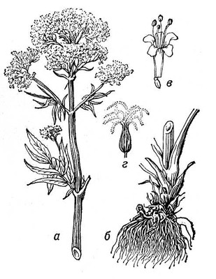 Большая Советская Энциклопедия (ВА) i009-001-203784163.jpg