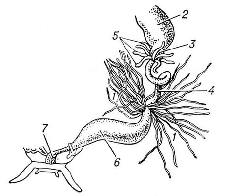 Большая Советская Энциклопедия (ВЫ) i009-001-234579404.jpg