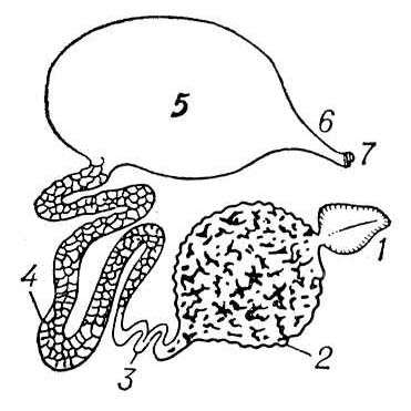 Большая Советская Энциклопедия (ВЫ) i010-001-273213721.jpg