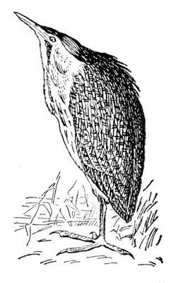Большая Советская Энциклопедия (ВЫ) i009-001-200683794.jpg