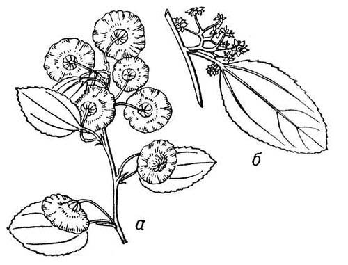 Большая Советская Энциклопедия (ДЕ) i009-001-221309424.jpg