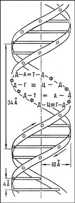 Большая Советская Энциклопедия (ДЕ) i010-001-248768669.jpg