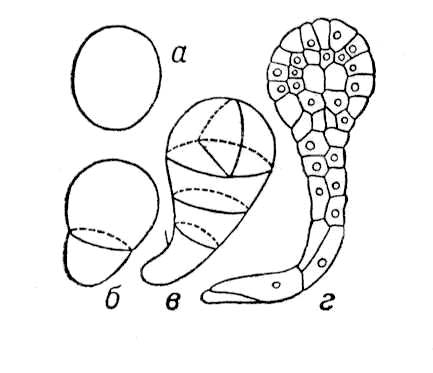 Большая Советская Энциклопедия (ЗА) i008-pictures-001-298537434.jpg