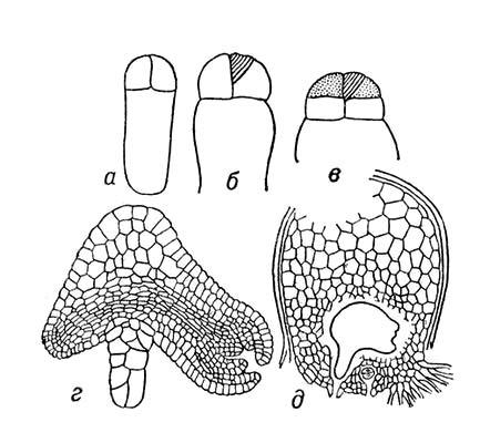 Большая Советская Энциклопедия (ЗА) i009-001-211644809.jpg