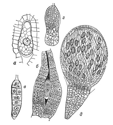 Большая Советская Энциклопедия (ЗА) i009-001-226245794.jpg