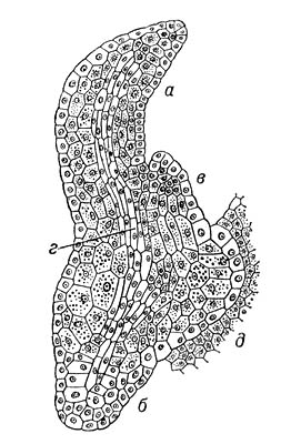 Большая Советская Энциклопедия (ЗА) i010-001-246473401.jpg