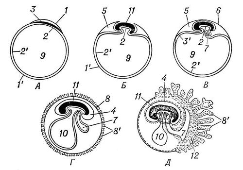 Большая Советская Энциклопедия (ЗА) i010-001-248751876.jpg