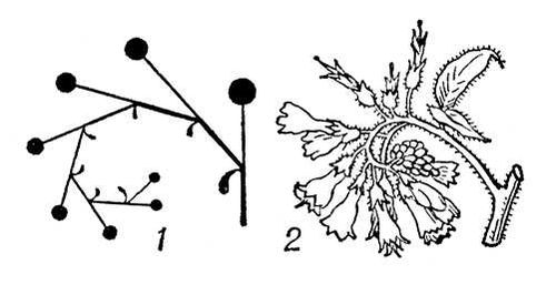 Большая Советская Энциклопедия (ЗА) i010-001-265066966.jpg