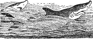 Доктор Айболит (с илл.) g52.png