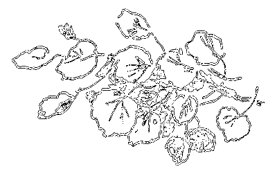Сиамская овчарка (сборник) i_016.png