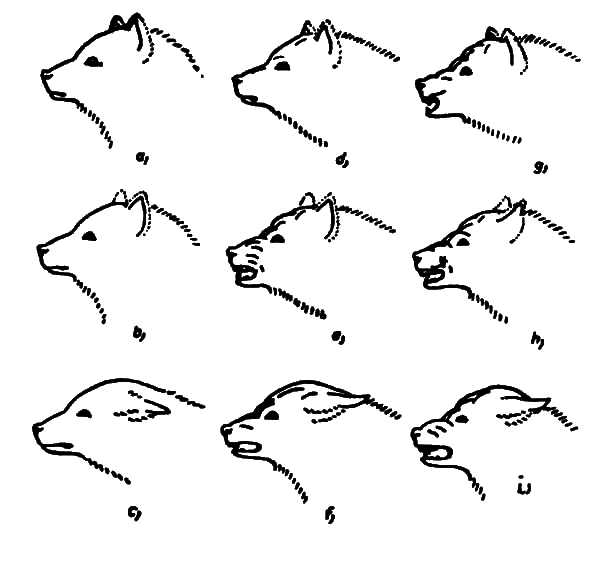 Агрессия _4.png