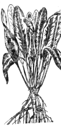 Все о пряностях image035.png