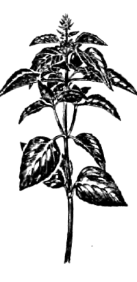 Все о пряностях image039.png