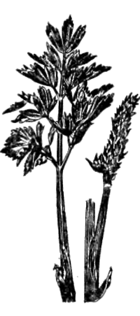 Все о пряностях image053.png