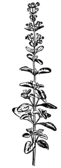 Все о пряностях image055.png