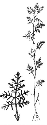 Все о пряностях image061.png