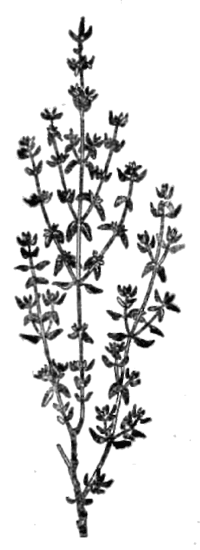 Все о пряностях image065.png