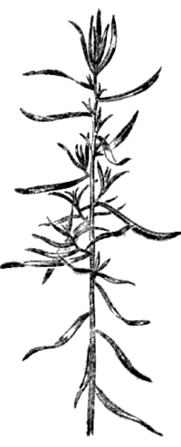 Все о пряностях image073.png
