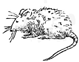 Райкины пленники (сборник) i_014.jpg