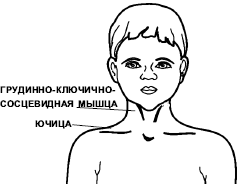 Восточный массаж i_051.png