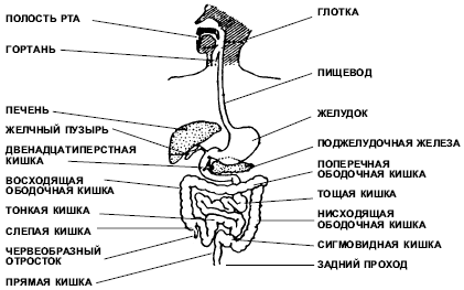 Восточный массаж i_030.png