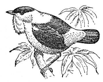 Большая Советская Энциклопедия (МА) i010-001-248444801.jpg