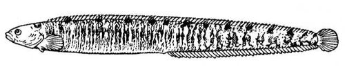 Большая Советская Энциклопедия (МА) i010-001-279688511.jpg