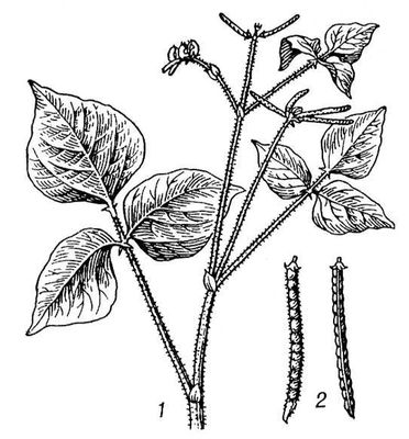 Большая Советская Энциклопедия (МА) i010-001-270275574.jpg