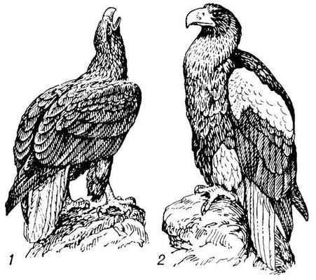 Большая Советская Энциклопедия (ОР) i009-001-216488845.jpg