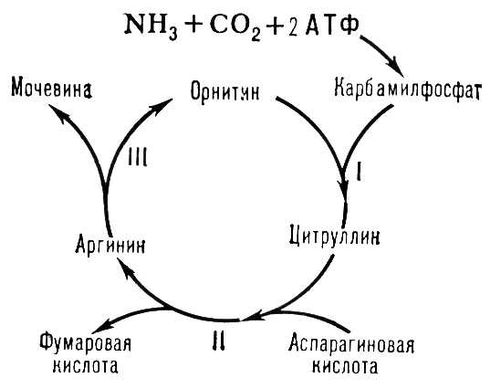 Большая Советская Энциклопедия (ОР) i009-001-208013497.jpg