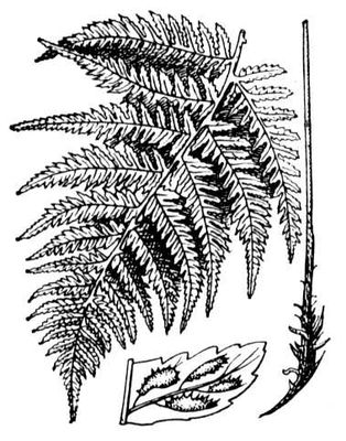 Большая Советская Энциклопедия (ПА) i009-001-234265196.jpg