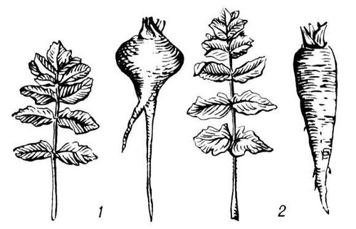 Большая Советская Энциклопедия (ПА) i010-001-283795500.jpg