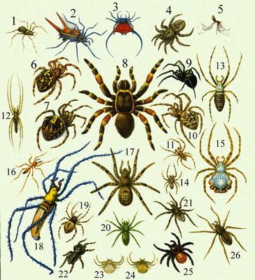 Большая Советская Энциклопедия (ПА) i010-001-278774602.jpg