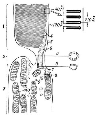 Большая Советская Энциклопедия (ПА) i009-001-232192784.jpg