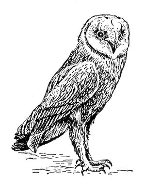 Большая Советская Энциклопедия i010-001-262046823.jpg