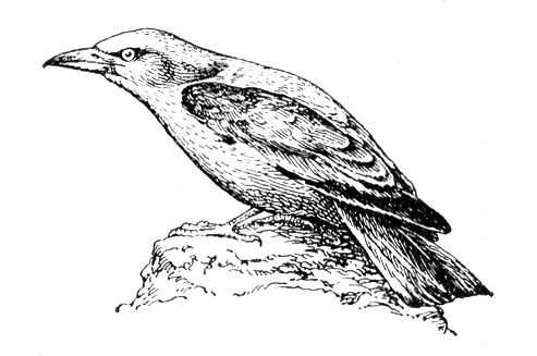 Большая Советская Энциклопедия i010-001-249573632.jpg