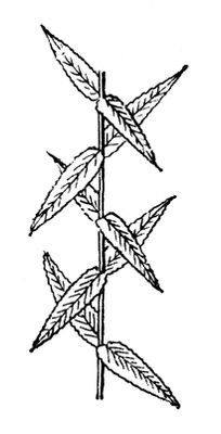 Большая Советская Энциклопедия i010-001-260062377.jpg