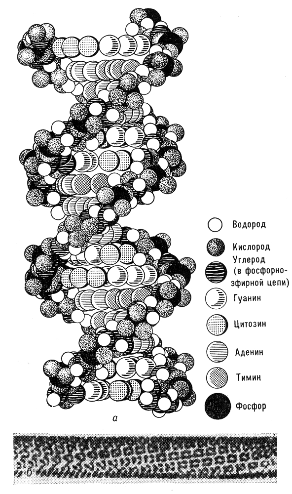 Большая Советская Энциклопедия i009-001-211132696.jpg