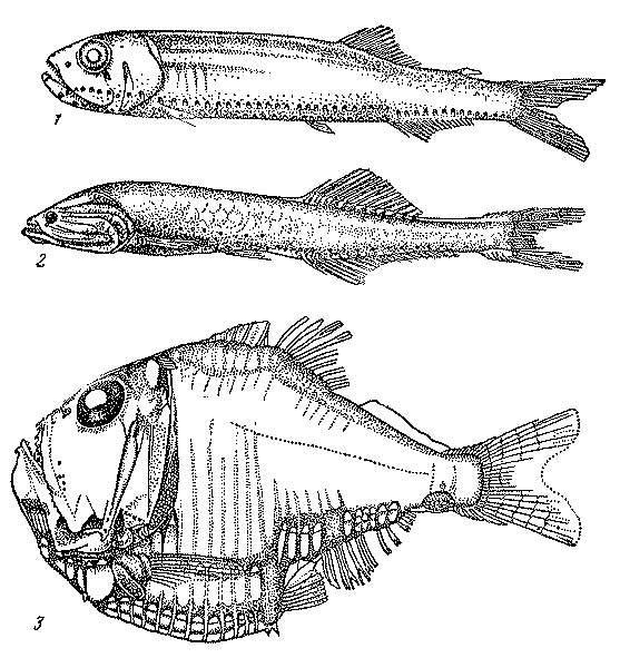 Рыбы открытого океана doc2fb_image_03000015.png